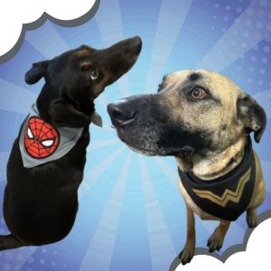 Superhero Bandanas